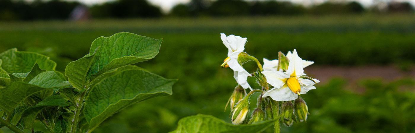 Kartoffelpflanze steht auf Feld und blüht